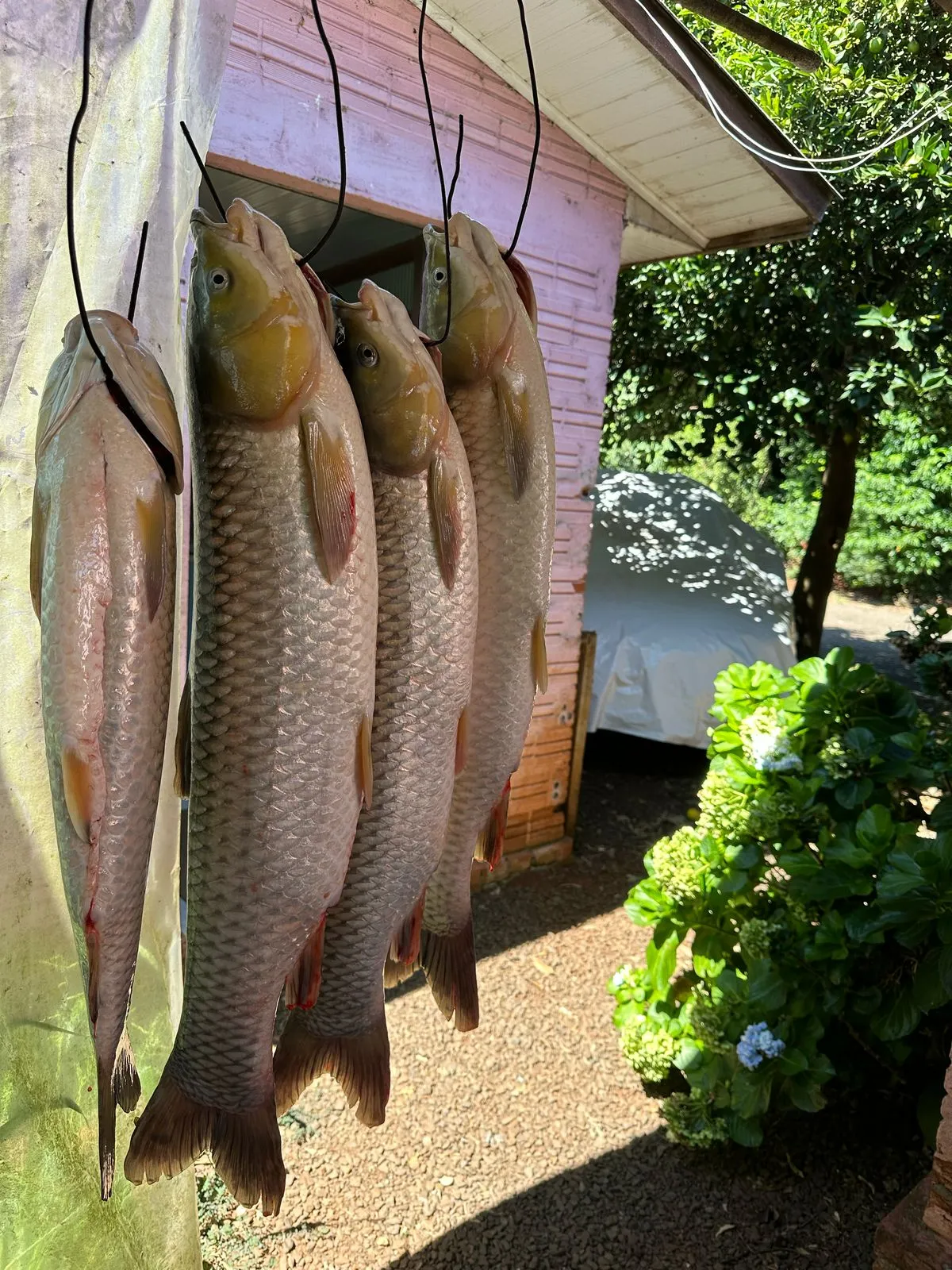 Peixes grandes pescados no açude
